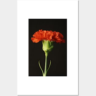 Red Carnation Posters and Art